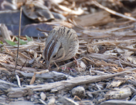 Lincolns Sparrow 7768